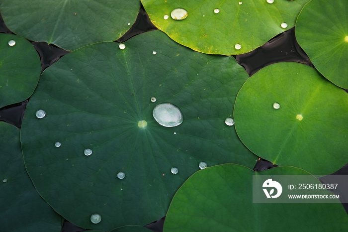 water drops on lotus leaf