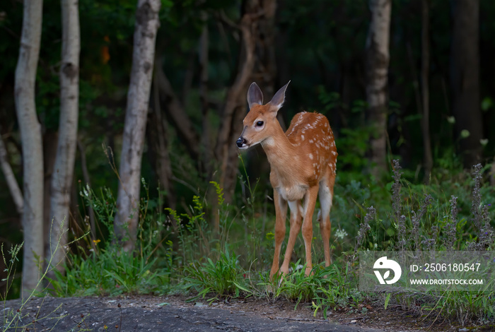 White-tailed deer fawn walking in the forest in the early summer in Canada