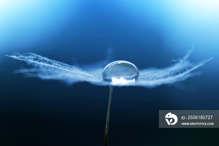 Beautiful large water drop on a dandelion seed. Morning dew closeup. Nature background.