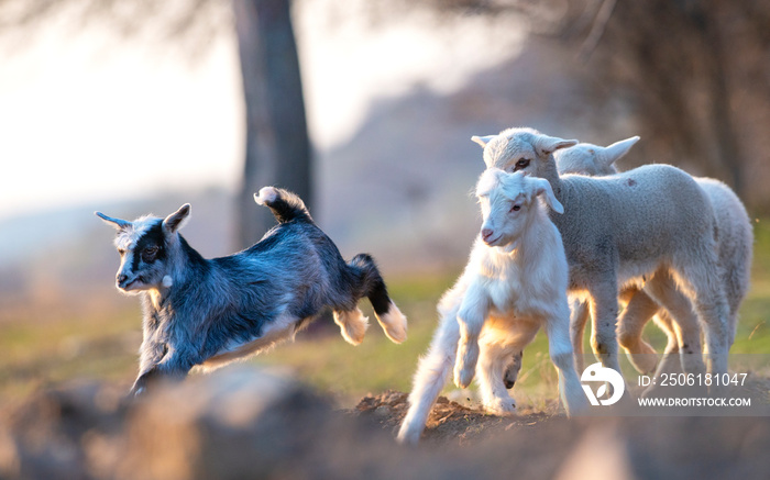 小山羊和羊羔奔跑跳跃