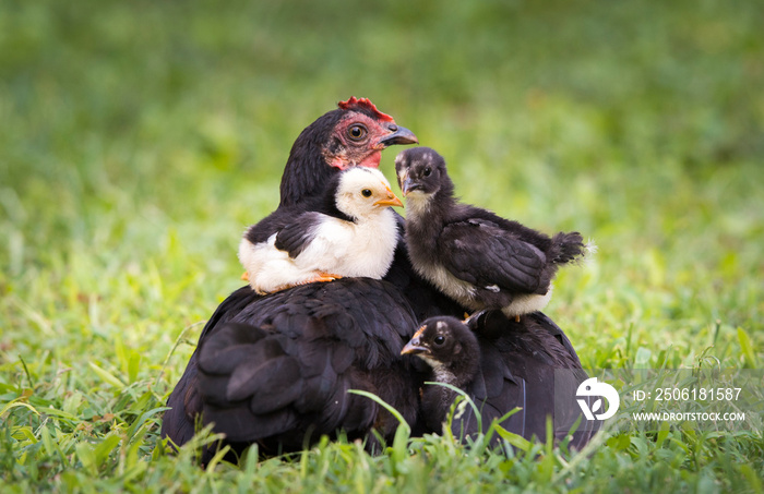 Hen with baby chicken