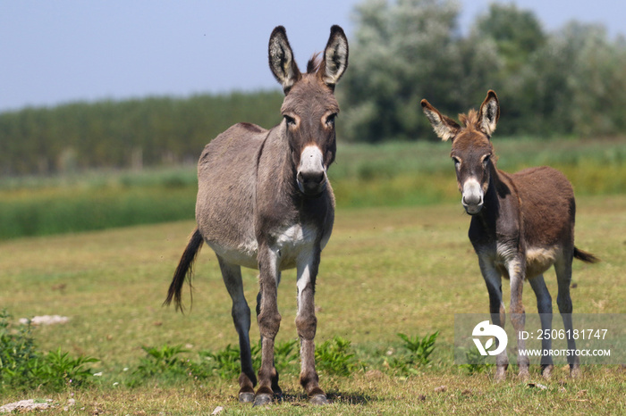 Two curious donkeys on the floral pasture