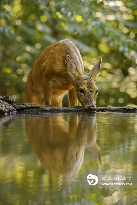 欧洲Roe Deer-Capreolus Capreolus，来自欧洲森林、林地和草地的常见鹿。