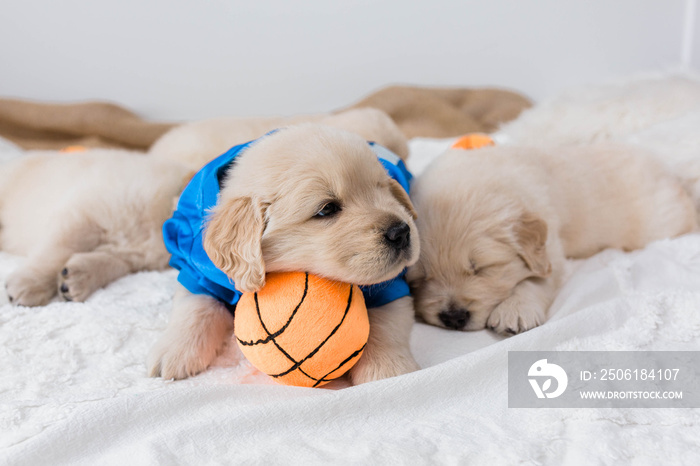 Golden Retriever Puppies with Basketball and Tennis Ball