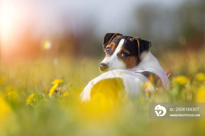 Hund Jack Russel Terrier Hündin im Sonnenlicht im Frühling auf einer tollen Frühlingswiese schaut si
