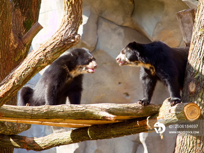 Zwei Brillenbären im Zoo Frankfurt