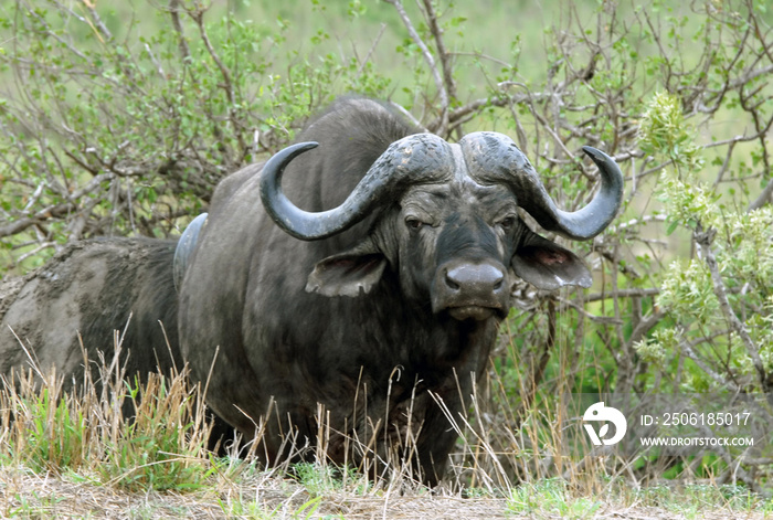 Buffles dans  Parc National Kruger, Afrique du Sud