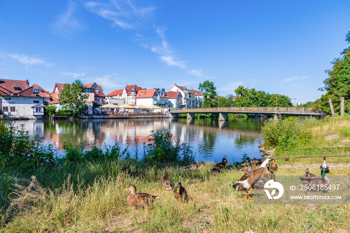 Wildenten an der Aller bei Celle am Allerradweg im Sommer