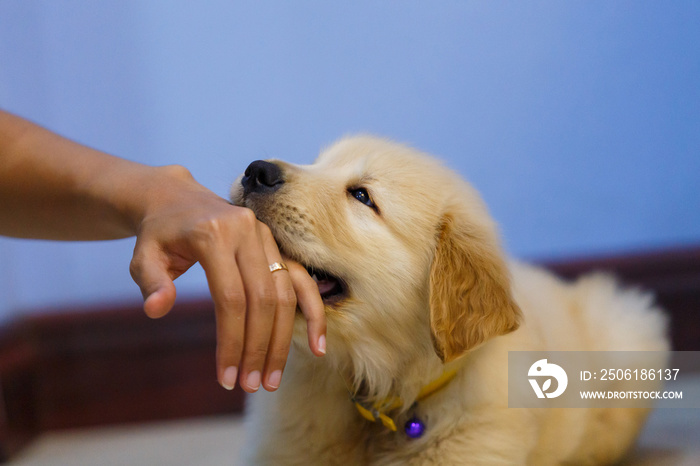 Golden retriever puppy playing and bite owner hand.