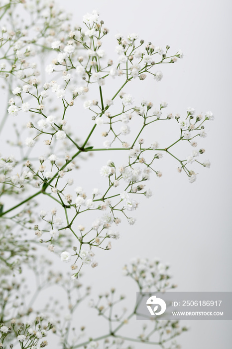 白色背景上的婴儿呼吸（番红花）花。