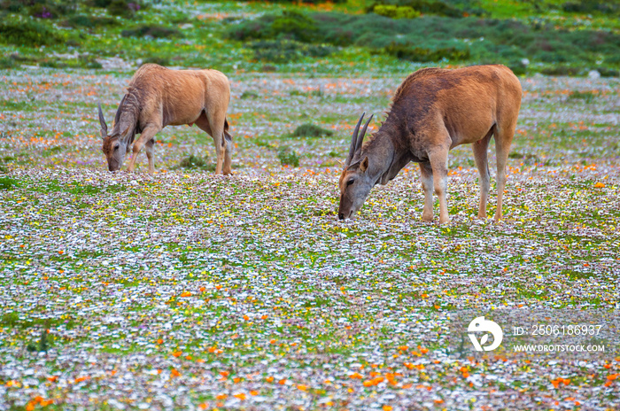 两只常见的羚羊（学名：Taurotragus oryx）在绿草草地上吃草