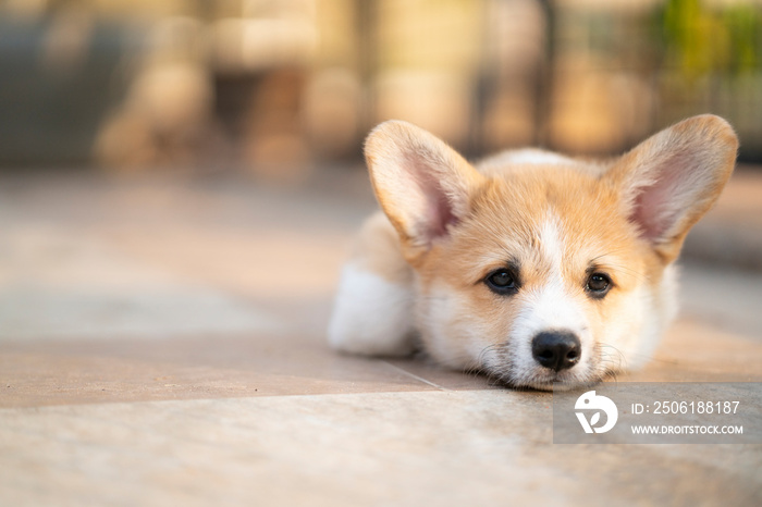 Bored corgi dog lying or waiting for someone on the floor in summer sunny day