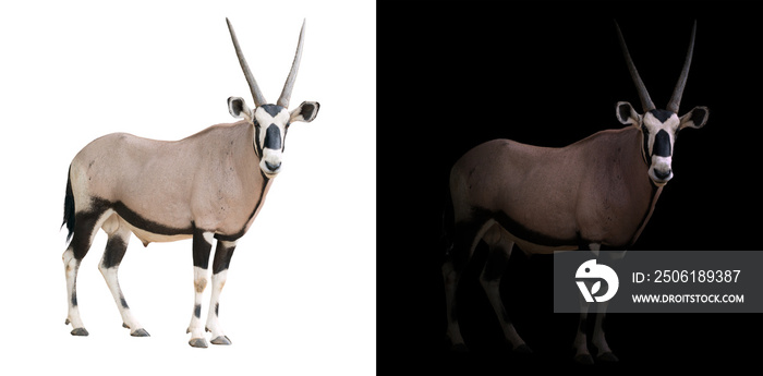 oryx or gemsbok in dark background