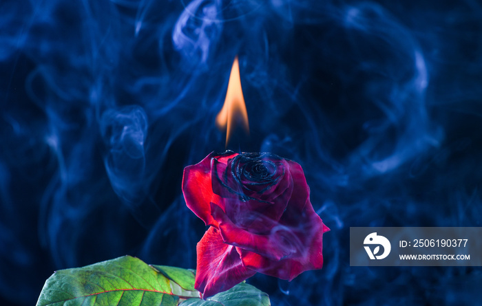 Glow of embers. Fresh rose burning to embers. Red flower on fire. Hot smoke swirls dark background