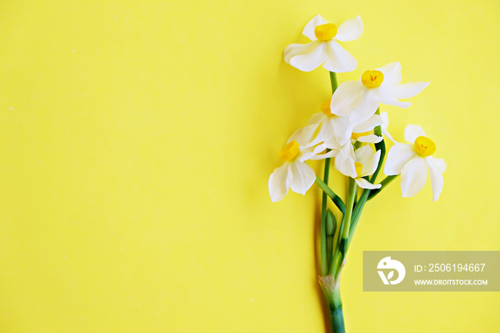 Yellow white daffodil, narcissus, jonquil flower close up on bright yellow background with a lot of 