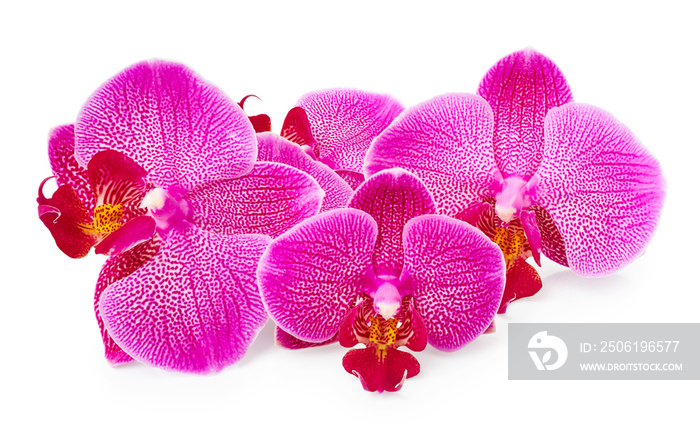 Purple orchid flowers