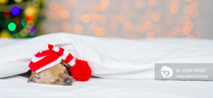 Tittle toy terrier puppy sleeps under a blanket against the background of a Christmas tree in santa 