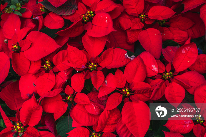 poinsettia red flower plant leaf