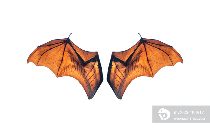 Bat wing isolated on white background ,Lyles flying fox