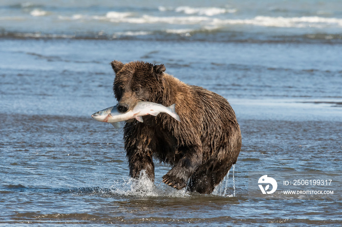 Brown bear with salmon;  Lake Clark Nat Park;  Alaska