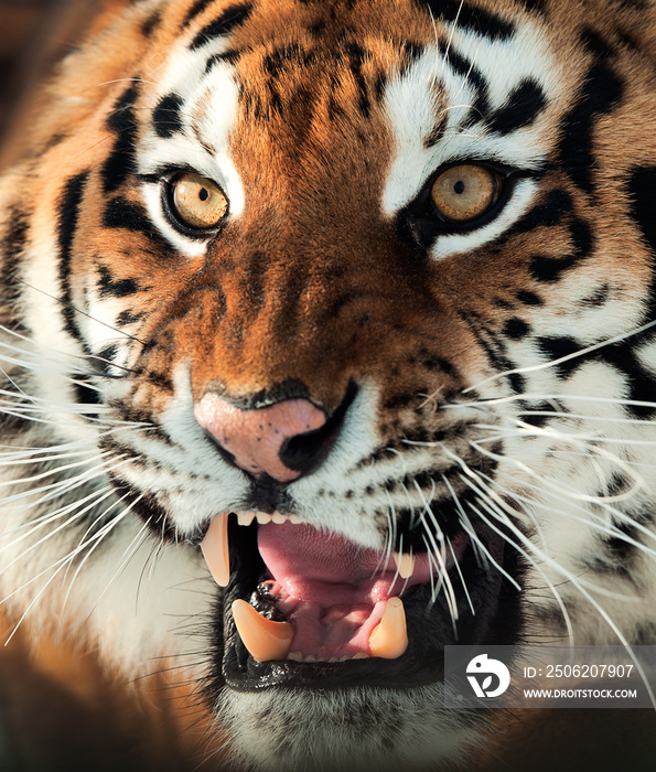 Siberian Tiger Growling