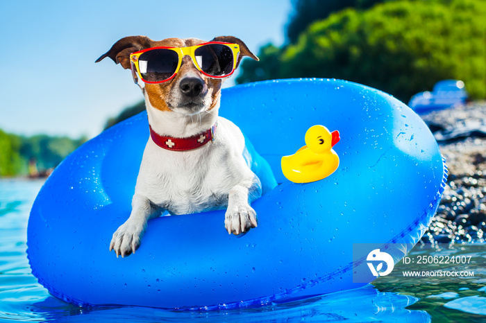 beach dog