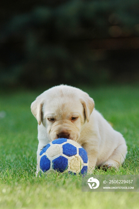 拉布拉多猎犬小狗踢足球(足球)