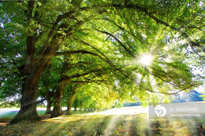 Lichtbaum - Baum mit Sonnenstrahlen