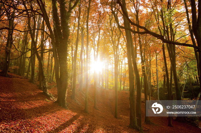 阳光穿过秋天的森林。