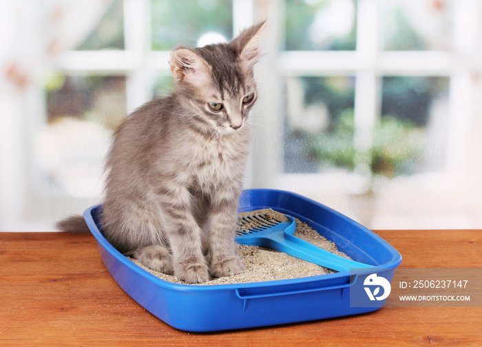 小灰猫在蓝色塑料猫砂
