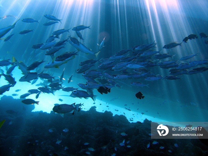 Schwarm Fische im Gegenlicht