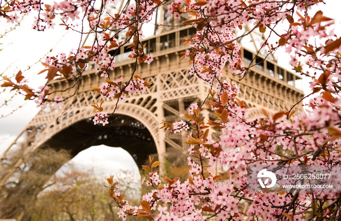 巴黎的春天。盛开的樱桃树和埃菲尔铁塔