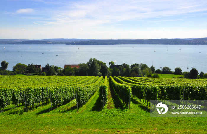 Weinanbau am Bodensee