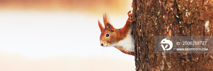 红松鼠(Sciurus vulgaris)在冬天