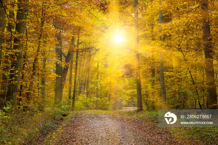 Sonne im Herbstwald, schwäbische Alb