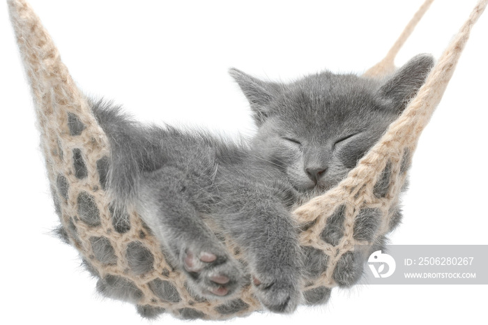 Cute gray kitten lying in hammock