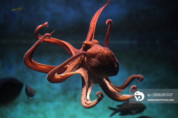 普通章鱼(octopus vulgaris)。