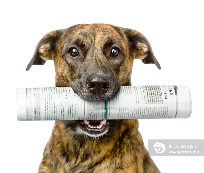 dog carrying newspaper. isolated on white background