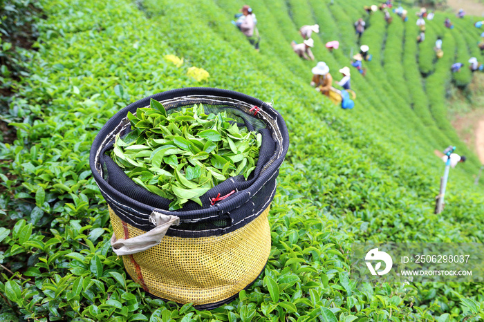 泰国的绿茶种植园景观