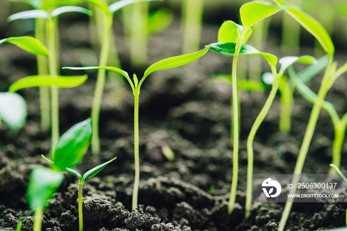 Young Sprouts With Green Leaf Or Leaves Growing From Soil. Spring