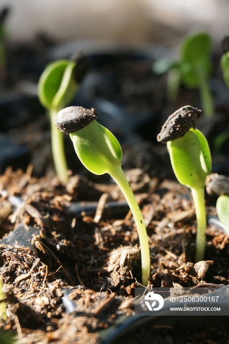 Sunflower seedlings in nature garden