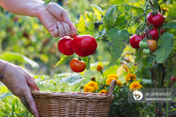 Farmer is harvesting tomatoes. Woman´s hands picking fresh tomatoes to wicker basket. Organic garden