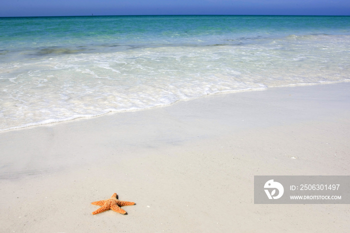 佛罗里达州Siesta Key白色沙滩上的橙色海星