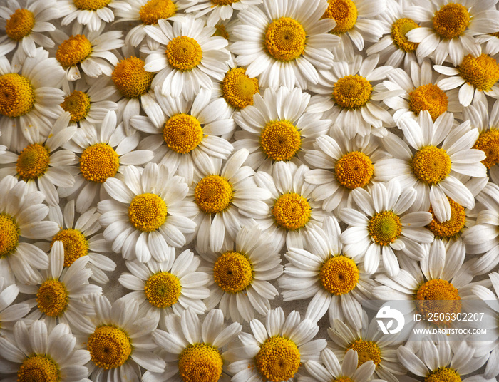 Background from white flowers of a field chamomile