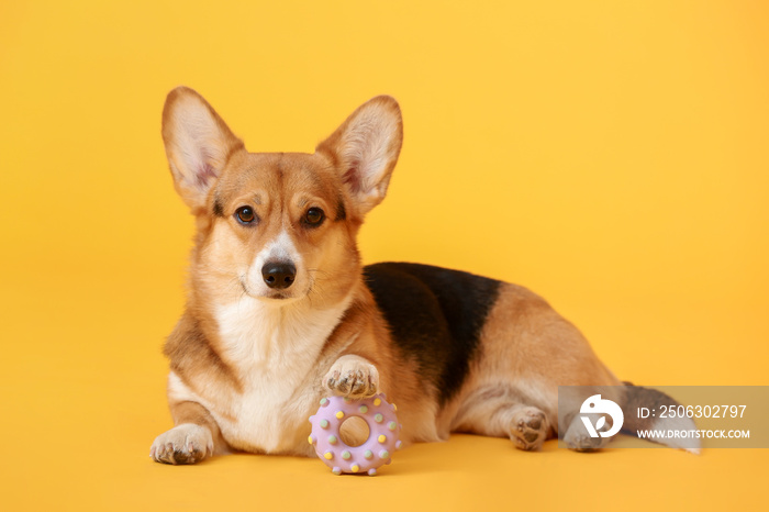 Cute dog with toy on color background