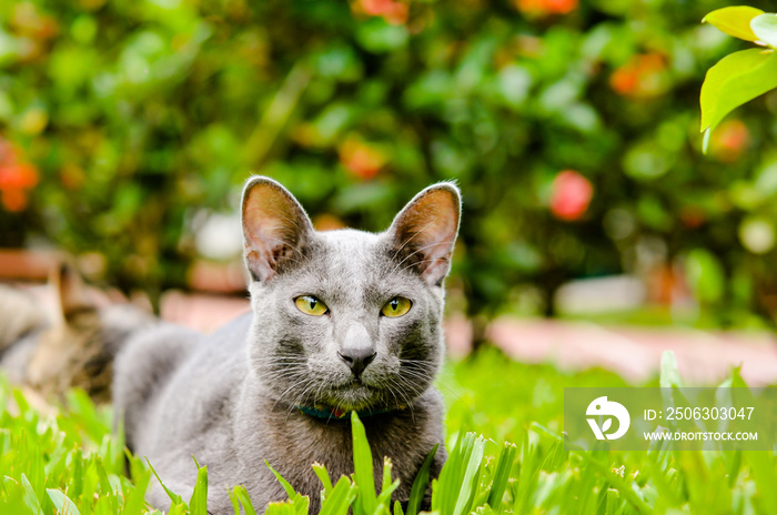 泰国暹罗猫名KORAT cat