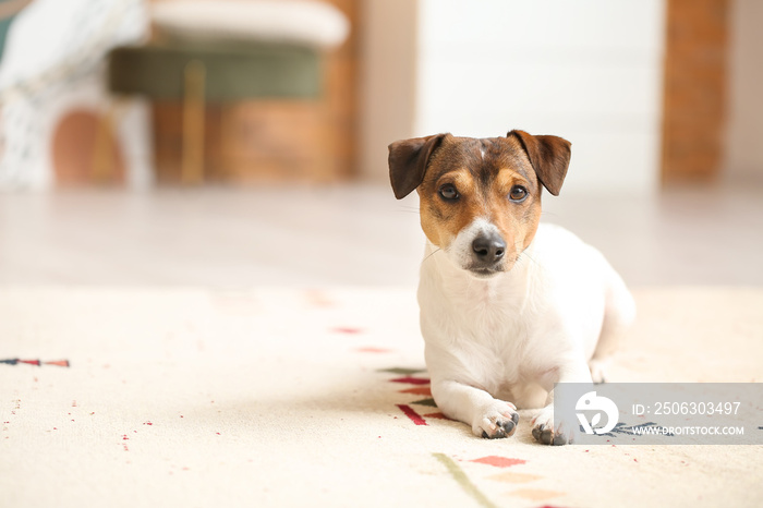 Cute funny dog lying on soft carpet at home