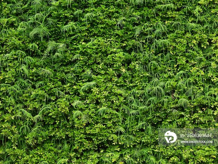 green plant wall