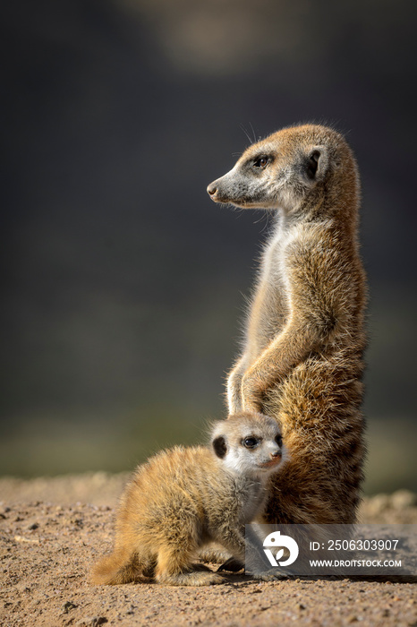 Meerkat or suricate (Suricata suricatta). Kalahari adult and juvenile. South Africa