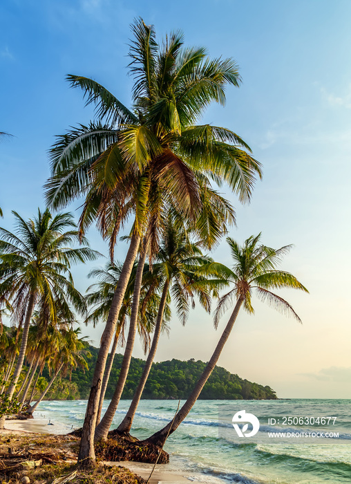 阳光明媚的热带海滩棕榈树